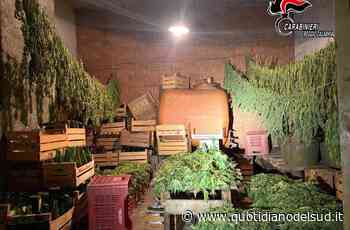 Coltivavano canapa nel Reggino in aziende autorizzate, ma trasformavano "erba" illegalmente - Quotidiano del Sud