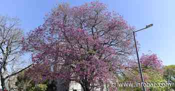 Los árboles de la ciudad de Buenos Aires: cuándo florecen las especies más coloridas - infobae
