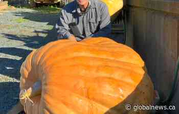‘Pumpkin therapy’: How a Chilliwack, B.C. man’s 430-pound pumpkin helps him heal - Globalnews.ca