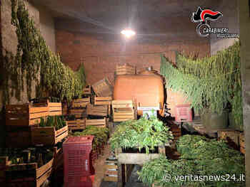 Taurianova (RC) – Autorizzati a coltivare Canapa sativa legale, ne raccolgono “erba” illegale. Due coltivatori denunciati. - VeritasNews24