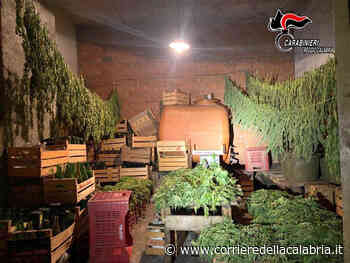 Autorizzati a coltivare canapa legale, raccolgono “erba” illegale: due coltivatori denunciati - Corriere della Calabria