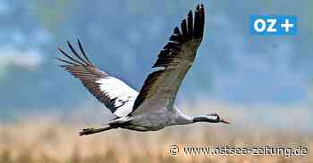 „Kranichwelten“ bei Stralsund: Millionen für neues Kranichzentrum - Ostsee Zeitung