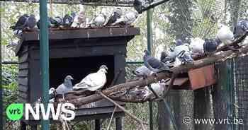 Alweer 240 verwaarloosde kippen, duiven en parkieten in beslag genomen in Bocholt - VRT NWS