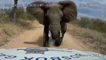 Südafrika: Elefant trampelt Wilderer in Krüger-Nationalpark tot - BILD