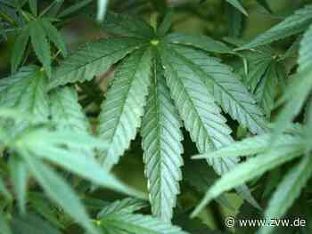Luxemburg erlaubt Cannabisanbau für Eigenbedarf - Ausland - Zeitungsverlag Waiblingen