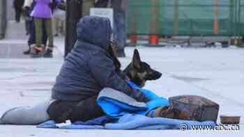 Pets of people experiencing homelessness are as well taken care of as any other animals, study indicates