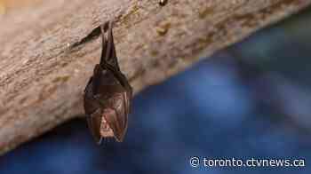 Bat tests positive for rabies in popular Toronto park