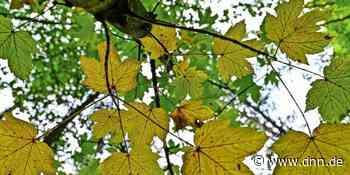 Wetter in Dresden beruhigt sich nach Sturm - Dresdner Neueste Nachrichten