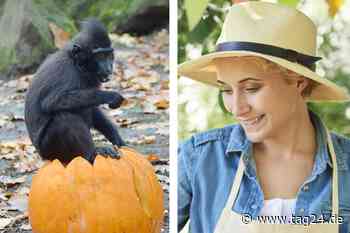 Dresden: Wochenendtipps-Spezial - Diesmal nur in Tschechien! - TAG24