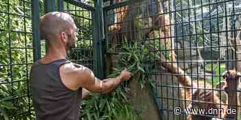 Blick hinter die Kulissen im Zoo Dresden – DNN - Dresdner Neueste Nachrichten - Dresdner Neueste Nachrichten
