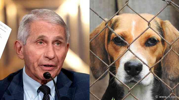 Sick puppies: Fauci under fire from lawmakers after reports of US taxpayer money spent on cruel drug experiments on dogs
