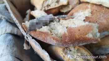 Todos los Santos: Hallan ratones muertos durante operativos en panaderías de La Paz - Correo del Sur