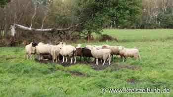 Tote Tiere liegen weit verstreut nach mutmaßlichem Wolfsangriff im Sulinger Moor - kreiszeitung.de