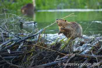 Beavers Chip in on Landscape Engineering