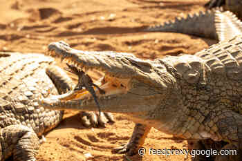Crocodiles Are Particularly Good Mothers