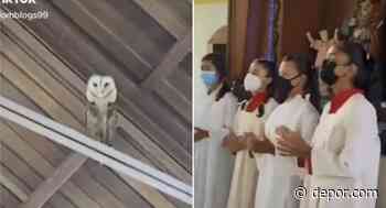 Viral: Coro de iglesia se pone a cantar para espantar a lechuza y ella se pone a bailar - Diario Depor