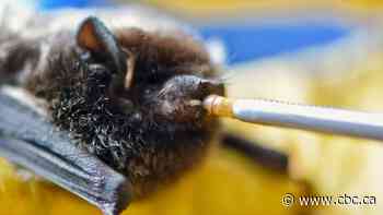 How doing less yardwork can help keep Alberta's bat populations healthy