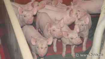Schweinepreise sind im Keller - HNA.de