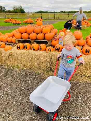 Web Adventure Park launches Web’oween Festival - with 5,000 pumpkins