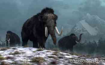 New DNA Research Shows Humans Did Not Cause Woolly Mammoths To Go Extinct – Climate Change Did