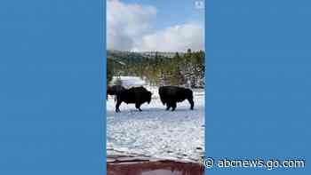 WATCH:  Bison butt heads in Yellowstone National Park