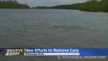 New Efforts To Remove Invasive Carp - CBS Pittsburgh