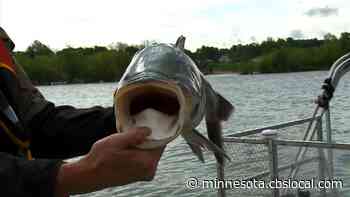 DNR Gearing Up To Remove Invasive Carp From Mississippi River - CBS Minnesota