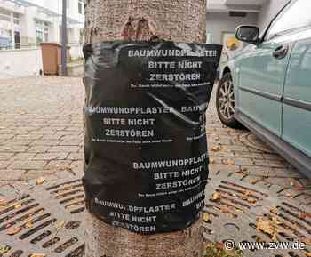 Jahrelange Trockenheit: Pflaster für leidende Bäume in Kernen - Zeitungsverlag Waiblingen