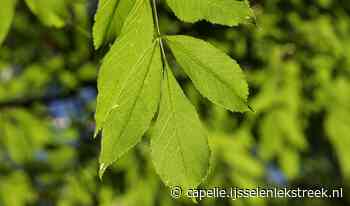 Ruim 20 essen Schollebos gekapt wegens ziekte | Al het nieuws uit Capelle aan den IJssel - IJssel en Lekstreek Capelle aan den IJssel