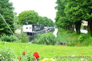 Stad laat gecontesteerde bomen in jachthaven snoeien (maar nog niet kappen) - Het Nieuwsblad