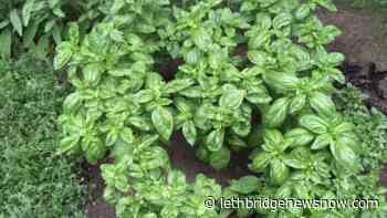 COVID-19 increases e-commerce demand in the food market - Lethbridge News Now