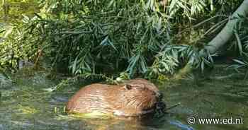 Bever houdt woon/werk-gebouw EDGE in Eindhoven niet tegen; wel half jaar uitstel door procedure bij Raad van State - Eindhovens Dagblad