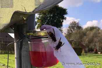 Zoektocht naar Aziatische roofwespen na weken beloond