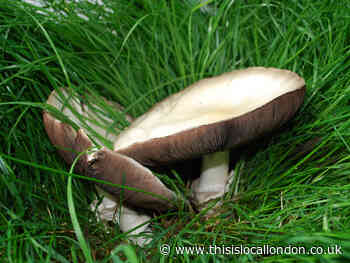 London mushroom pickers harm Epping conservation site.