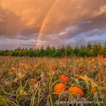 The best places around St Helens to pick your pumpkins - St Helens Star