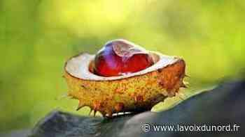Arras : la onzième fête de la Châtaigne de retour en deux temps, mercredi et dimanche - La Voix du Nord