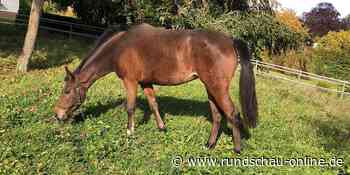 Lohmar: Gerettete Pferde haben neues Zuhause gefunden - Kölnische Rundschau