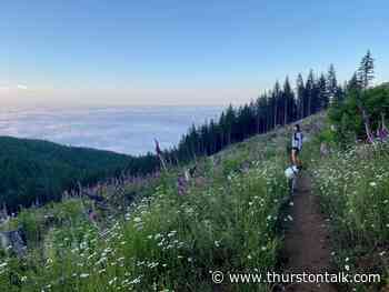 Take A Day Trip to the Capitol Forest for Hiking Trails You Won't Forget - ThurstonTalk