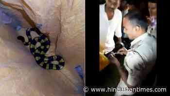 Forest official gives impromptu speech to create awareness after rescuing banded krait - Hindustan Times