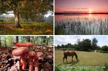 Autumn walks in the New Forest - Daily Echo