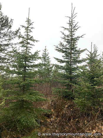 Changes coming to Community Forest board – The Rocky Mountain Goat - The Rocky Mountain Goat