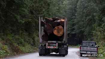 Proposed changes to forestry policy 'only a start,' B.C. Forest Practices Board chair says - CBC.ca