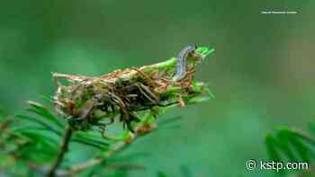 How a caterpillar helped fuel Minnesota's most destructive forest fire in years - KSTP
