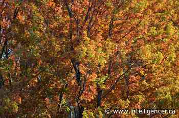 Vivid fall forest colours await visitors, says Ontario Parks - Belleville Intelligencer