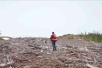 Saik'uz First Nation makes swift changes to forest management in its territory – Williams Lake Tribune - Williams Lake Tribune