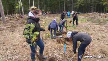 Pflanzaktion: "Bürger für Bäume" in der Rostocker Heide - NDR.de