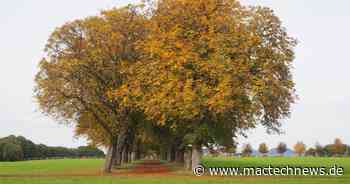 Die Kastanienallee auf der "Bruchhauser Heide" - MacTechNews.de