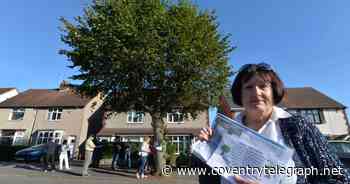 Coventry residents victory in battle to save tree from the chop - Coventry Live