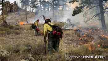 Efforts To Contain The Cameron Peak And Future Fires: Forest Managers Explain How Prescribed Burns Help - CBS Denver