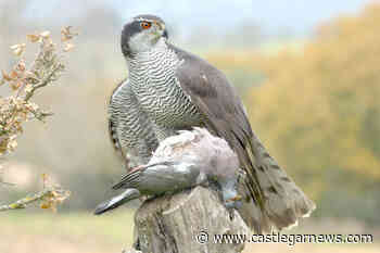Haida Gwaii’s forest-dwelling hawk: One of the most endangered species on the planet - Castlegar News